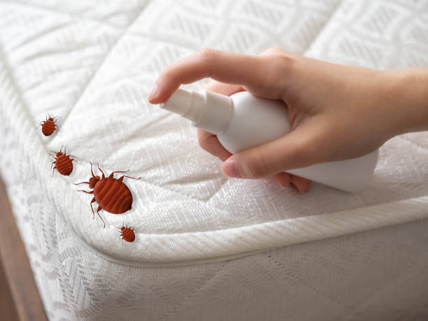 Best Bed Bug Extermination  in Maroa, IL