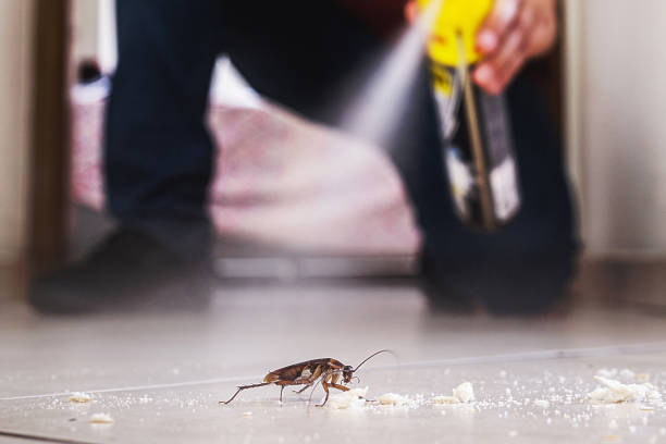 Best Mosquito Control Services  in Maroa, IL