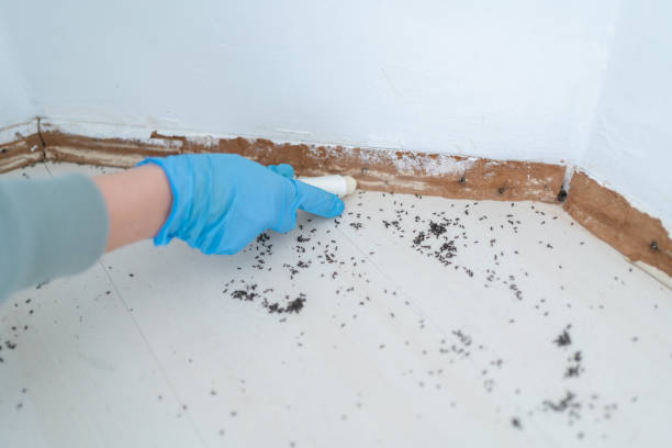 Best Best Pest Control Companies  in Maroa, IL